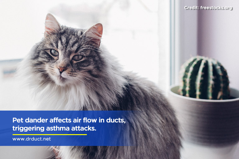 Pet dander affects air flow in ducts, triggering asthma attacks.